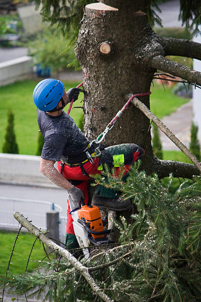 Trusted Russellton, PA Tree Removal Experts